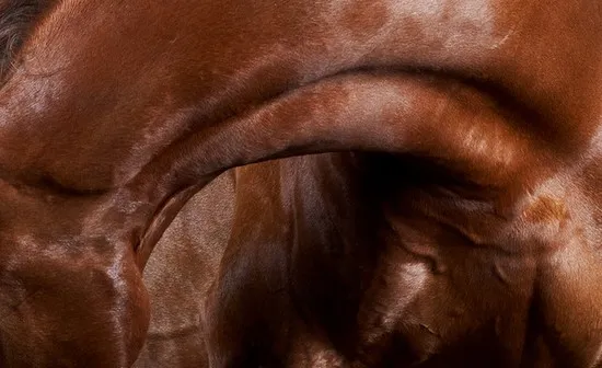 [Photography] Peter Samuels - Horse Portraits | Pégase Daily