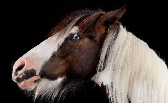 [Photography] Peter Samuels - Horse Portraits | Pégase Daily