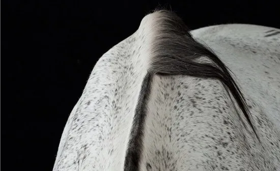 [Photography] Peter Samuels - Horse Portraits | Pégase Daily