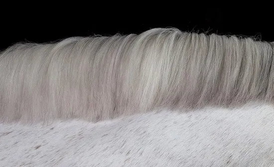 [Photography] Peter Samuels - Horse Portraits | Pégase Daily