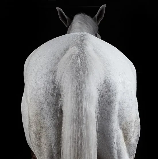 [Photography] Peter Samuels - Horse Portraits | Pégase Daily