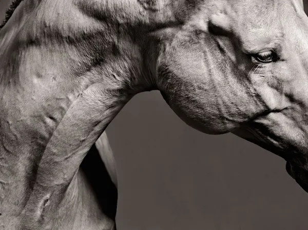 [Equestrian Photography] Shelli Breidenbach - Platinum Horse | Pégase Daily