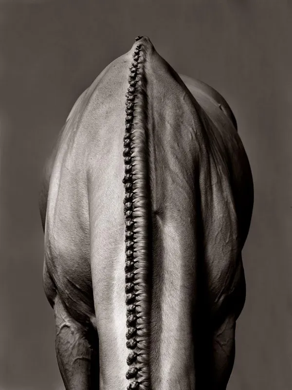 [Equestrian Photography] Shelli Breidenbach - Platinum Horse | Pégase Daily