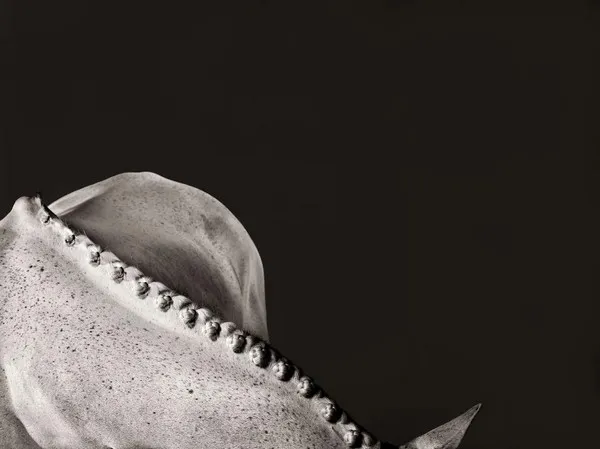 [Equestrian Photography] Shelli Breidenbach - Platinum Horse | Pégase Daily