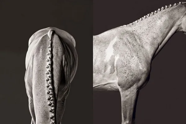 [Equestrian Photography] Shelli Breidenbach - Platinum Horse | Pégase Daily