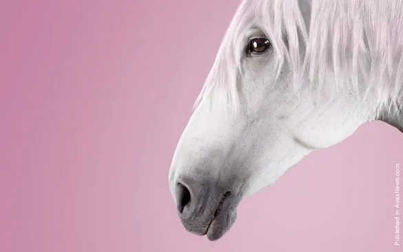 [Photography] Thomas Mangold - Horse Beauty | Pégase Daily