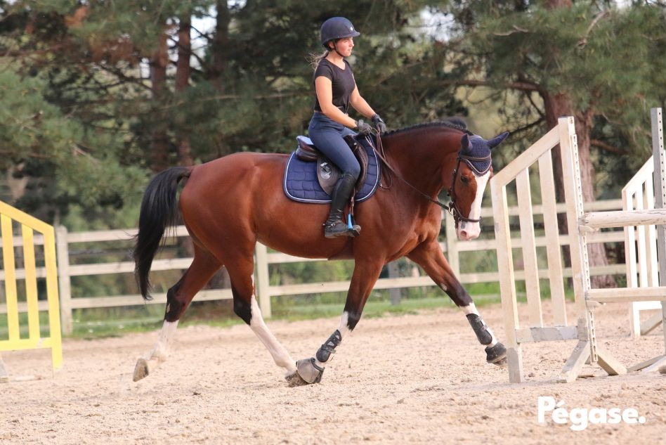 Équitation - Comment la respiration aide à mieux monter à cheval | Pégase Daily