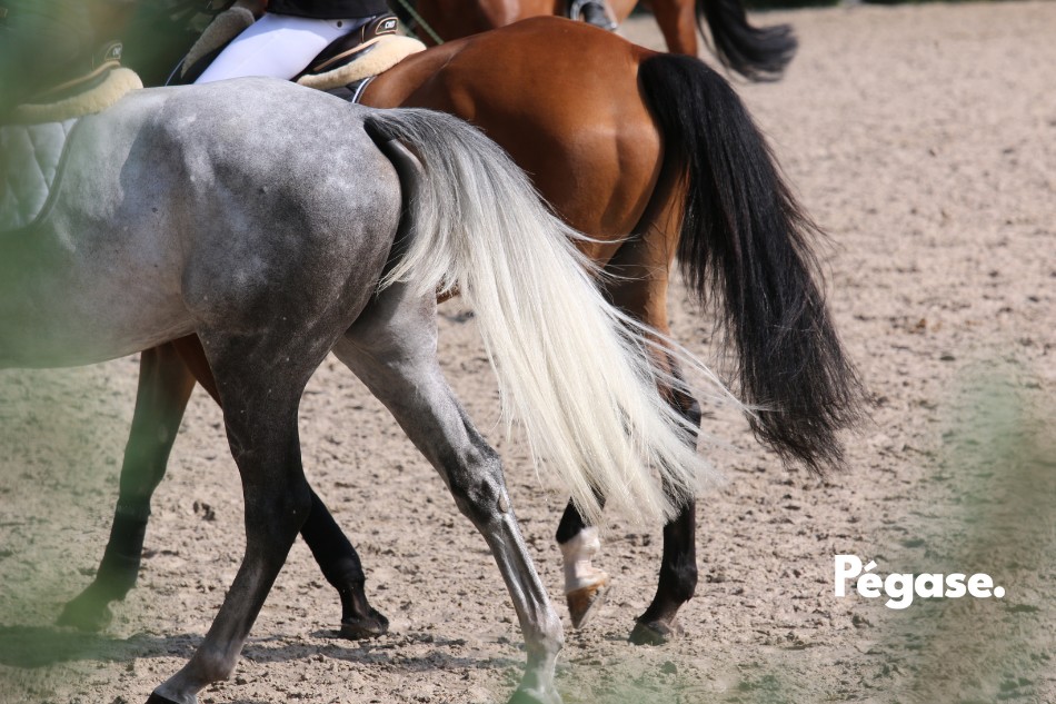 Édito - Équitation naturelle : croyances, linguistique, sciences et philosophie | Pégase Daily