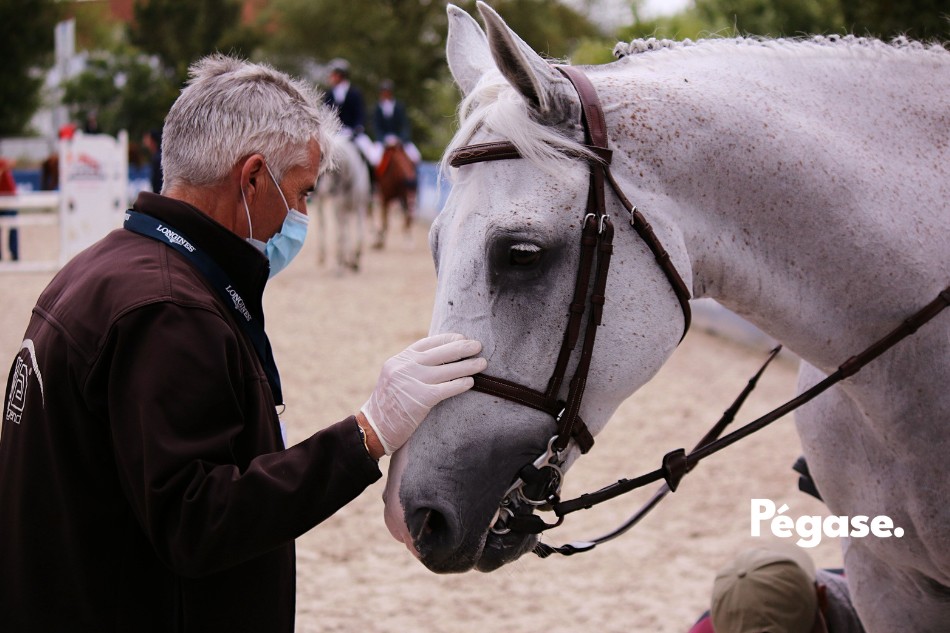Jeux Olympiques Paris 2024 - GL Events Equestrian Sport crée un Comité pour le Bien-Être du Cheval | Pégase Daily