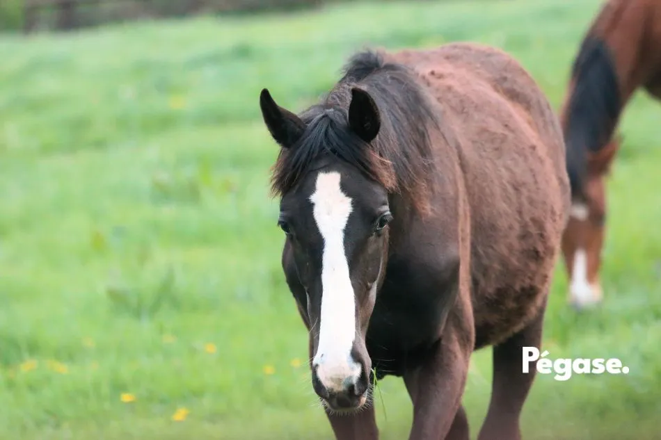 Santé - Les Maladies Provoquées par les Tiques et Moustiques
