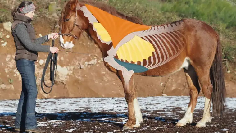 Equitact - Stage “Comprendre et respecter le mouvement naturel du cheval” | Pégase Daily