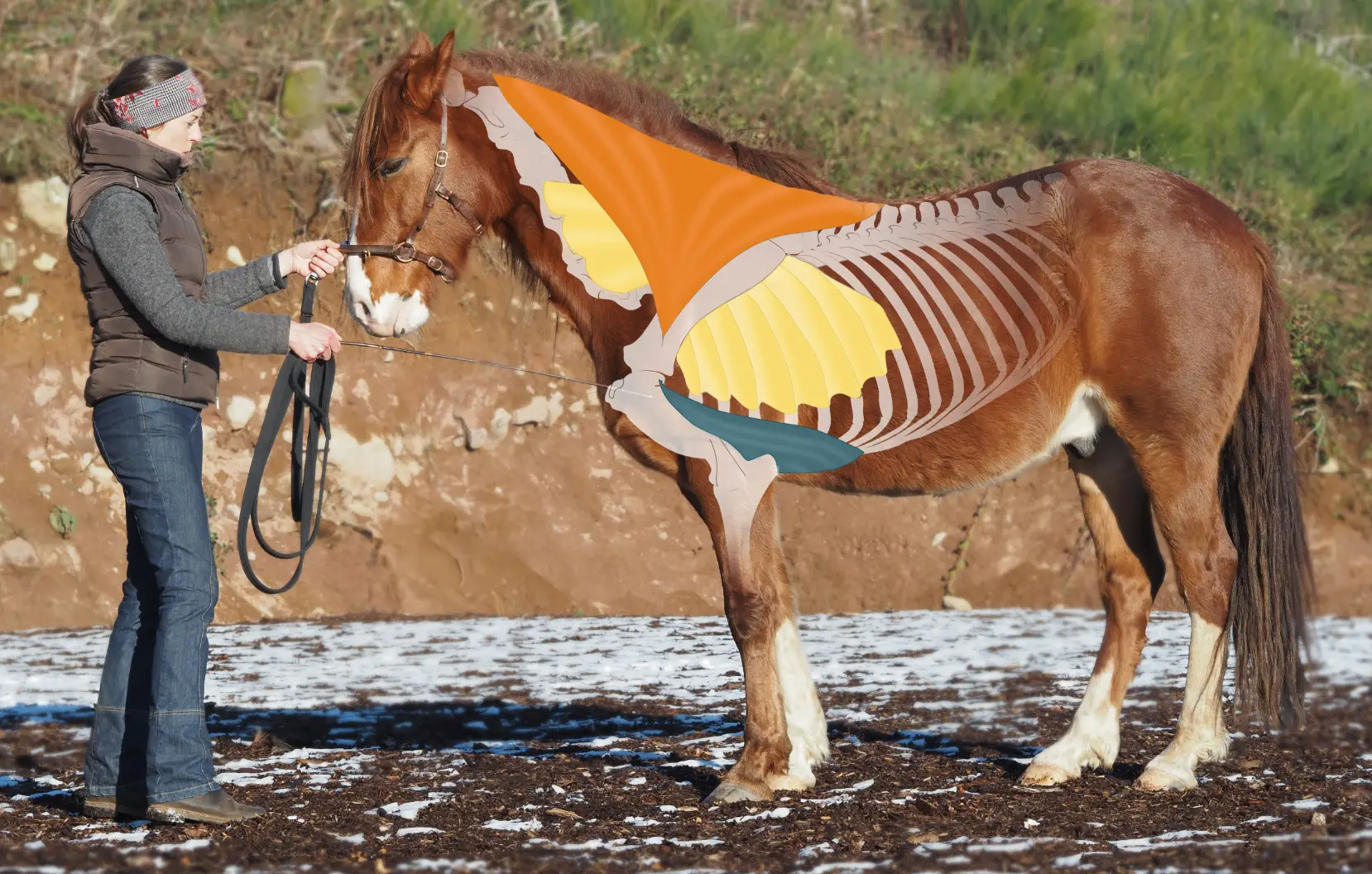 Equitact - Stage “Comprendre et respecter le mouvement naturel du cheval” | Pégase Daily