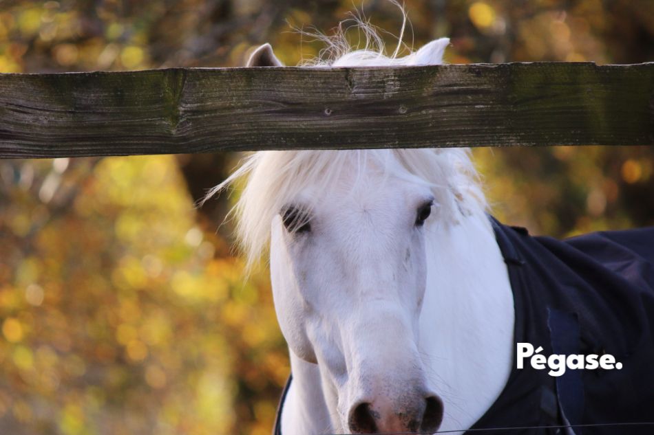 Val Fumier, la plateforme pour vendre et acheter du fumier de cheval | Pégase Daily