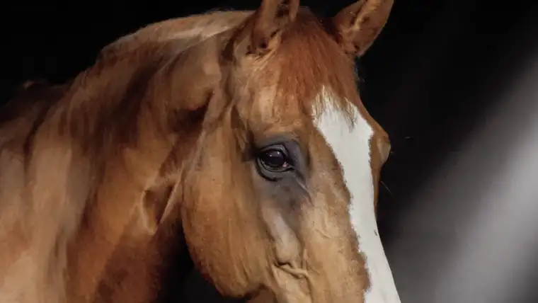 Jumping International de Bordeaux 2025 | Pégase Daily