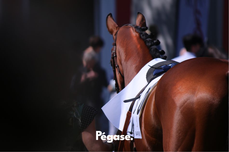 Roxanne Legendre photographe Deauville - Chevaux Pur Sang Elevage Hippodrome | Pégase Daily
