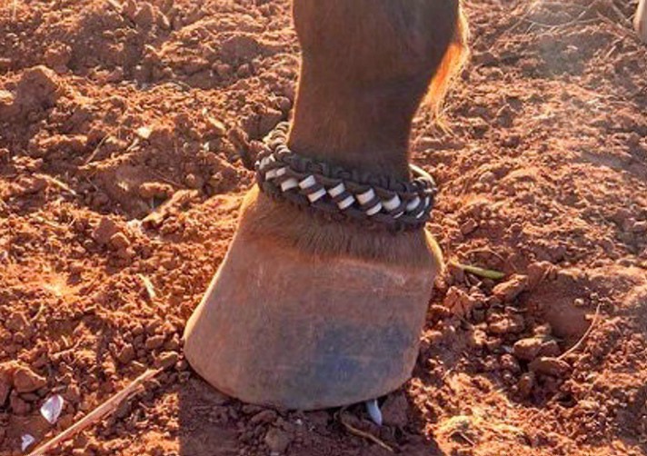 Charms et collier anti-tiques avec perles de céramique Cheval, Manchette anti-tiques pour chevaux, insectifuge naturel, poney, protection équine contre les tiques, sans produits chimiques | Pégase Daily