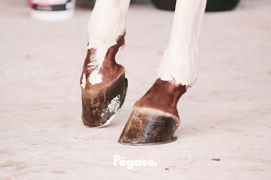 Sabot pied de cheval frais vétérinaire fourbure, photographe Roxanne Legendre | Pégase Daily