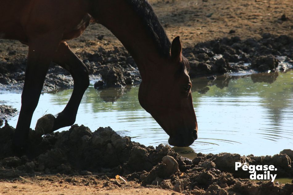 Projet Eau'Ge Filière équine Grand Est, environnement et cheval, photographe équestre Roxanne Legendre | Pégase Daily