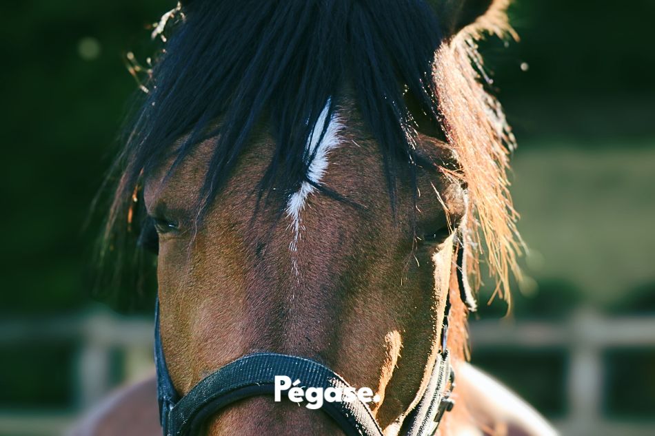 Roxanne Legendre photographe Normandie, Etude scientifique 2025, comprendre les signes d'inconfort du cheval, améliorer le bien-être de son cheval, comprendre son cheval, comprendre les comportements du cheval, éthologie, sciences équines | Pégase Daily