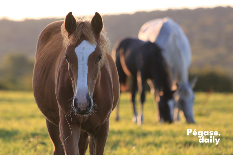 Comment réussir sa reconversion professionnelle et faire évoluer sa carrière avec Roxanne Legendre | Pégase Jobs, 1ère plateforme de l'emploi du monde du cheval