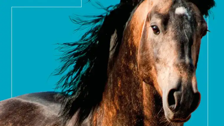 Salon du Cheval d'Angers 2025 événement équestre agenda cheval | Pégase.agenda : l’agenda incontournable des événements équestres en France et en Europe. Salons, concours, formations, ne ratez rien du monde du cheval.