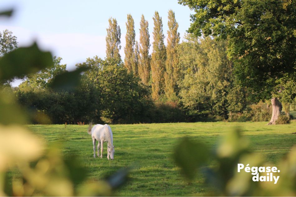 Achat de cheval, visite vétérinaire, acheter son premier cheval, trouver le bon cheval, petites annonces de ventes de chevaux, photographe équestre Roxanne Legendre | Pégase Daily