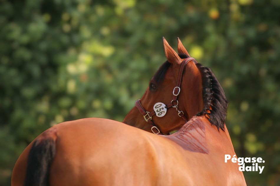 marketing équestre, communication équestre, stratégie réseaux sociaux équestres, agence communication équestre Deauville, agence communication équestre Caen, marketing équitation, réseaux sociaux équitation, campagnes d’influence équestres, communication digitale équitation, marketing digital équestre, Normandie, stratégie réseaux sociaux 2026 équitation, contenu engageant équestre, communication équestre