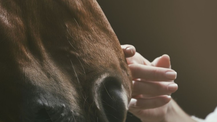 journée culturelles 2026 ffe affiche I Pégase Daily