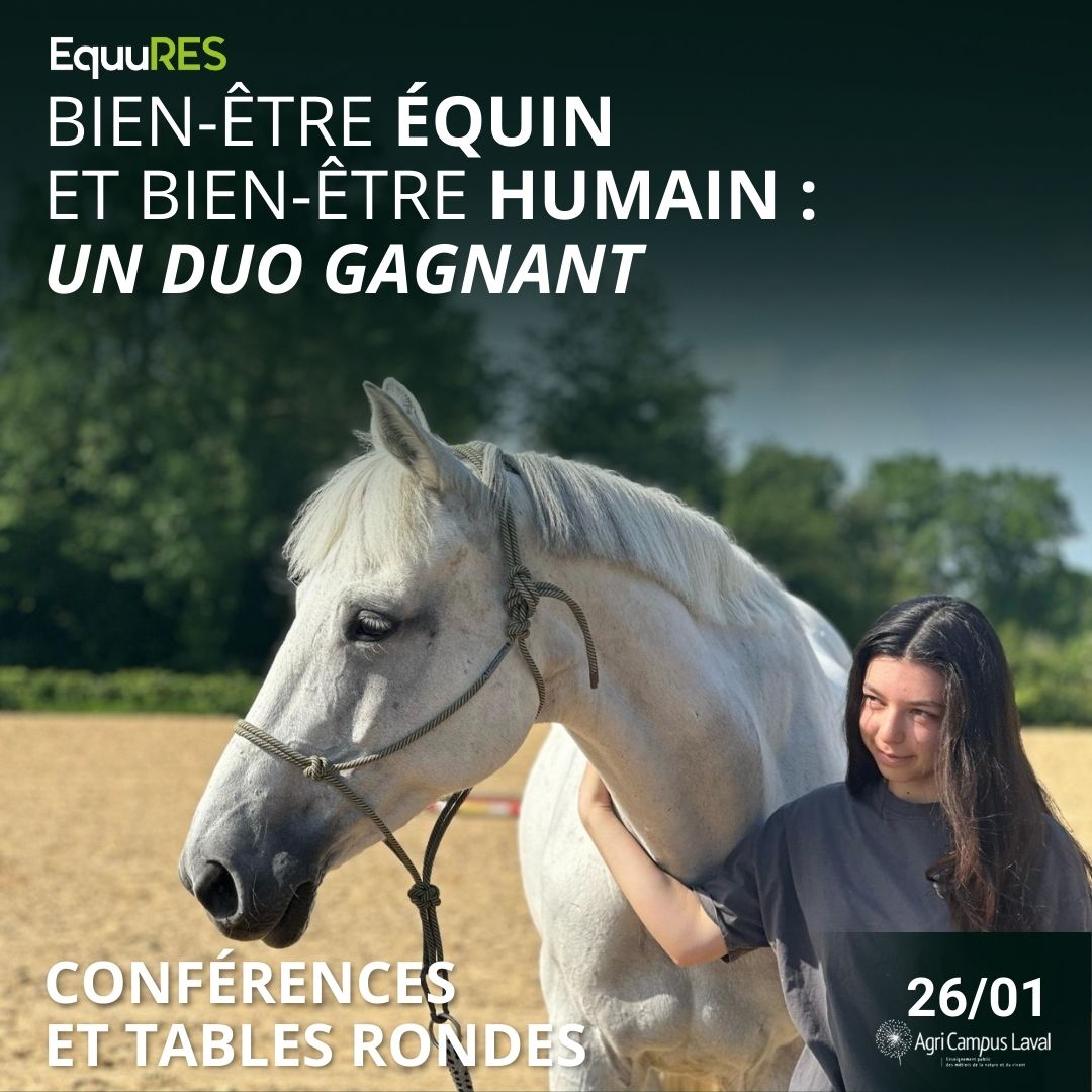 Améliorer la qualité de vie du cheval et du professionnel, un choix éthique et stratégique I Pégase Daily