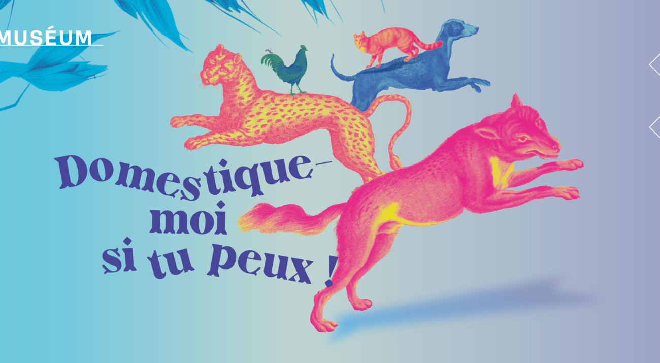 Exposition domestique moi si tu peux I Pégase Daily