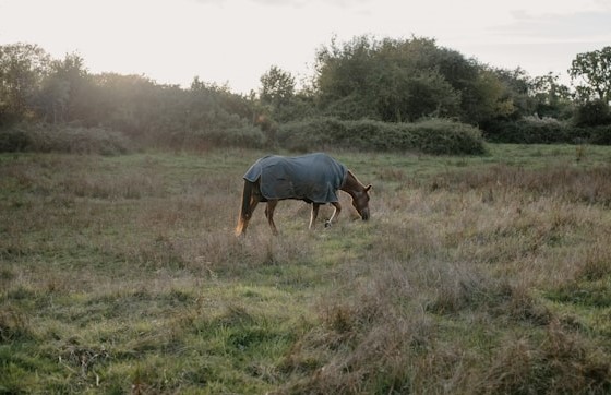 Assurance cheval 2026 : Le bien-être équin devient un argument financier, photo Annie Spratt Unsplash I Pégase Daily