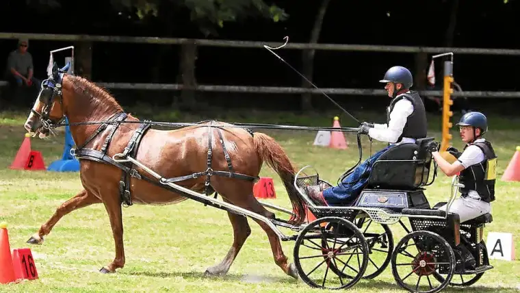HandiPratiqueEQ Para attelage, attelage de chevaux, horse driving, handicap, handisport I Pégase Daily