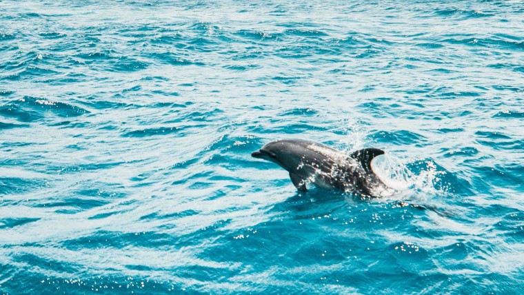 Dauphins de Beauval : ce que la filière cheval doit en retenir - édito Roxanne Legendre | Pégase Daily