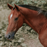 Illustration du profil de Diligent Juliette