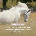 cheval-blanc-elevage-de-la-vigne