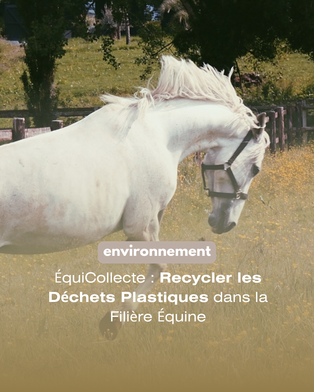 cheval-blanc-elevage-de-la-vigne